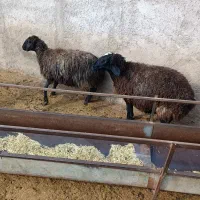 گوسفند|حیوانات مزرعه|تاکستان, |دیوار