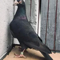 کبوتر نر