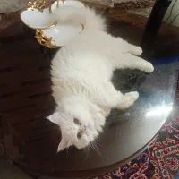 گربه پرشین اصیل|گربه|تهران, کیانشهر|دیوار