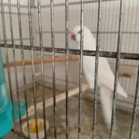 راهب ماده اماده|پرنده|اندیشه, اندیشه فاز ۵|دیوار