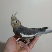 عروس هلندی نر