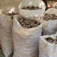 گردو محلی لرستان|خوردنی و آشامیدنی|یزد, |دیوار