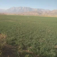 یونجه