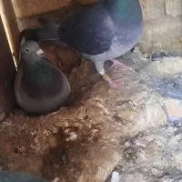 کبوتررنگی|پرنده|رونیز, |دیوار