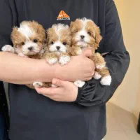 پاپی خوشکل|سگ|اردبیل, |دیوار