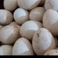 تخم بوقلمون