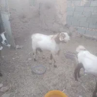 نر بز بذری عالی تیزرون به شرط|حیوانات مزرعه|سبزوار, پاسداران|دیوار