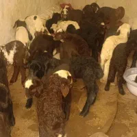 کهره بره شیری و علفی