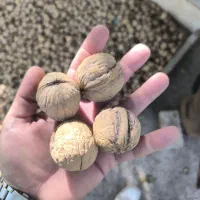 گردو درجه یک|خوردنی و آشامیدنی|اهواز, گلستان|دیوار