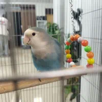 طوطی برزیلی