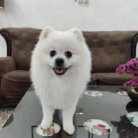 واگذاری دو قلاده سگ پاکوتاه خانگی|سگ|سبزوار, علمدار|دیوار