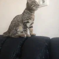 واگذاری رایگان بچه گربه