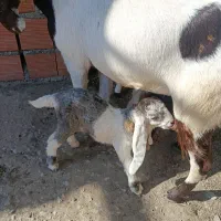 بز پاکستانی