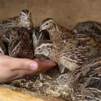 بلدرچین شهرضا