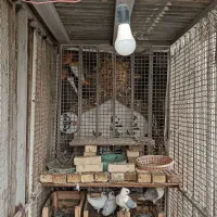 قفس بزرگ|لوازم جانبی حیوانات|خرمشهر, |دیوار