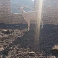 بزغاله نرسانن فروشی|حیوانات مزرعه|قهستان, |دیوار