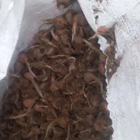 پیاز زعفران بهترین بذر با گل خوب|خدمات باغبانی و درختکاری|مشهد, توس (بلوار توس)|دیوار