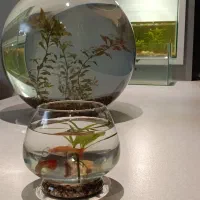 ماهی تزیینی|ماهی|اصفهان, کوی امیریه|دیوار