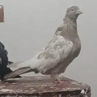 سبزآلمانی|پرنده|چناران, |دیوار