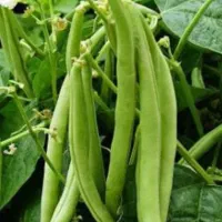 لوبیا سبز تازه