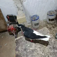 چپ خوشرنگ|پرنده|اسفرورین, |دیوار