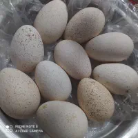 تخم بوقلمون