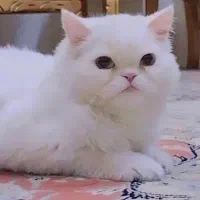 گربه ی پرشین بریتیش