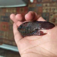 ماهی اکواریوم فروش فوری|ماهی|کرمان, |دیوار