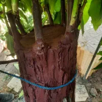 پیوند و هرس درختان|خدمات باغبانی و درختکاری|دماوند, دماوند|دیوار