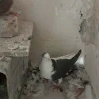 کفترپرشی وجفتگاه|پرنده|مشهد, رده|دیوار