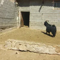 سلام فروش پازن|حیوانات مزرعه|جهرم, |دیوار