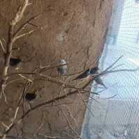 کوتوله. مرغ عشق. فنچ