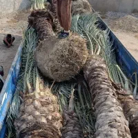 خرید نخل های زیر 5متر با ریشه فقط تعداد بالا|خدمات باغبانی و درختکاری|آبپخش, |دیوار