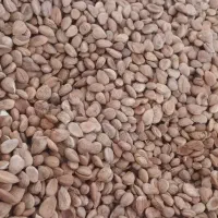هسته زردالو‌تلخ