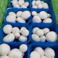 قارچ درجه1