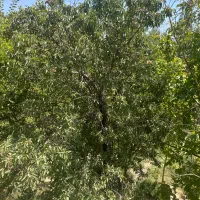 فروش آب قنات،باغ ، باغچه ، زمین کشاورزی با آب قنات|فروش دفتر صنعتی، کشاورزی، تجاری|آباده, |دیوار