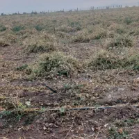 کاه لوبیا