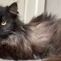 پرشین|گربه|شیراز, فرهنگ شهر|دیوار