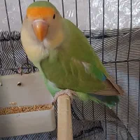 طوطی برزیلی