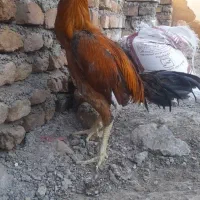خروس لاری|پرنده|مشهد, ابوذر|دیوار