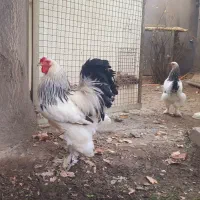 خروس اصیل برهما لایت|حیوانات مزرعه|کرج, مصباح|دیوار