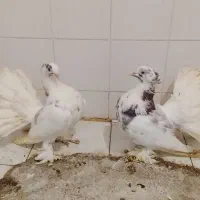 کبوتر دمچری|پرنده|قائمشهر, |دیوار