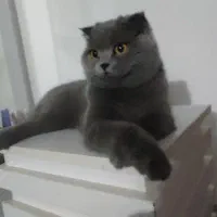 اسکاتیش بلو ماده