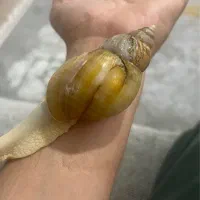 حلزون آلبینو (جهت واگذرای)