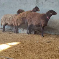 میش.بز.بازغاله.بره