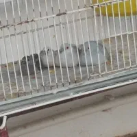 بنگالی نرگسی الماسی مرغ عشق عروس هلندی|پرنده|بجنورد, |دیوار