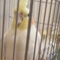 دو جفت طوطی