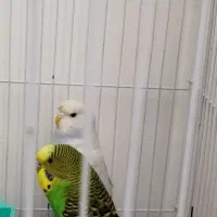 مرغ عشق نر و ماده