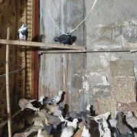 حدود۳۵عدد کفترتهرانی وشهرستانی وتهرانی بفروش میرسد|پرنده|بومهن, |دیوار