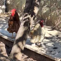 مرغ وخروس|حیوانات مزرعه|پردیس, شهرک صنعتی خرمدشت فاز ۷|دیوار